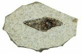Fossil Winged Seed (Ailanthus) - Wyoming #245169-1